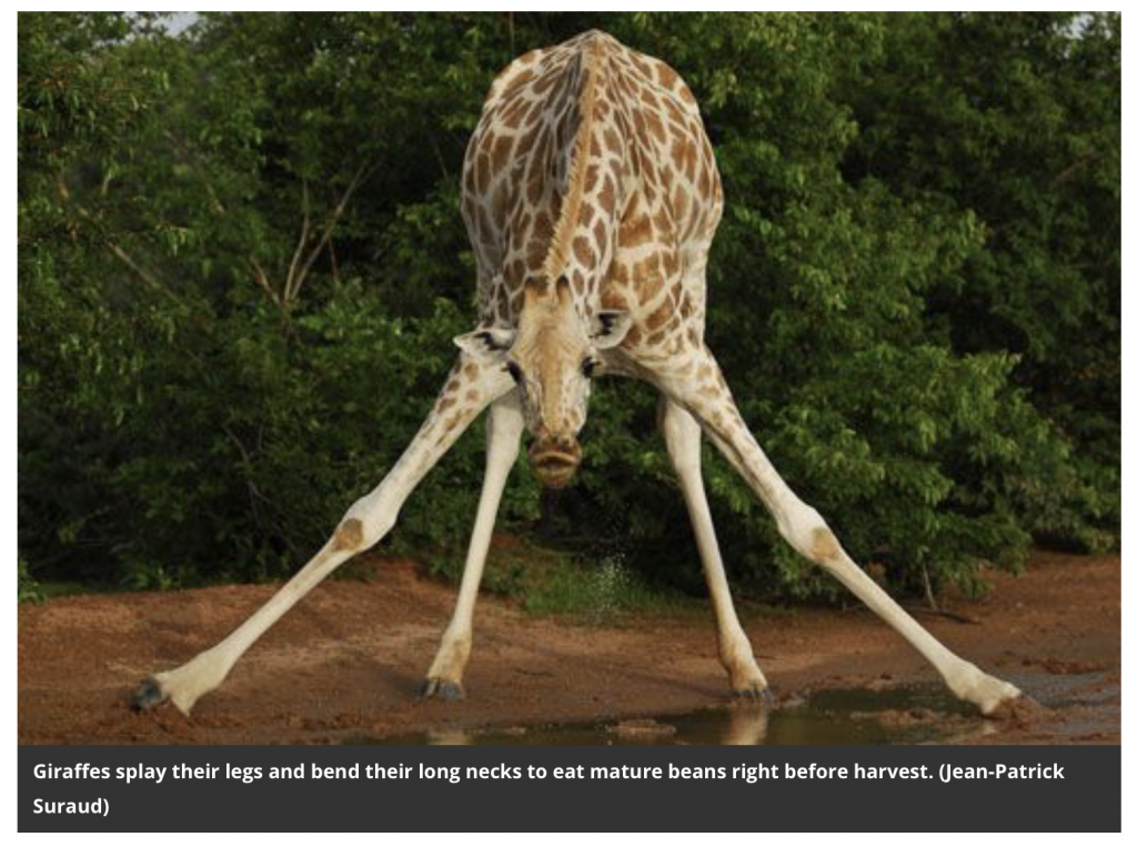 Giraffes splay their long legs and bend their long necks to get closer to the ground to drink. | Jennifer Margulis