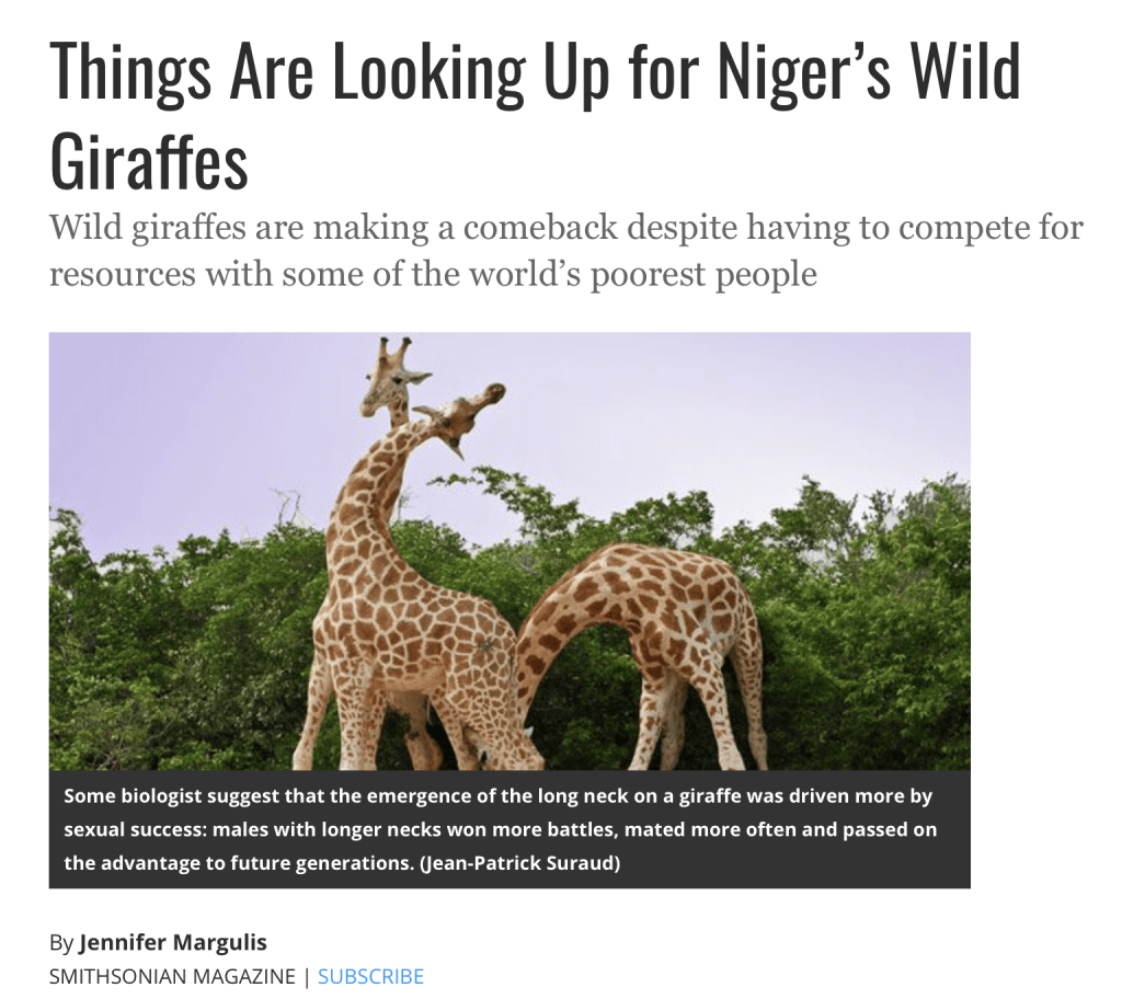 Things are looking up for Niger's giraffes. Wild and free, adapted to a harsh environment, they are tenaciously holding onto life.