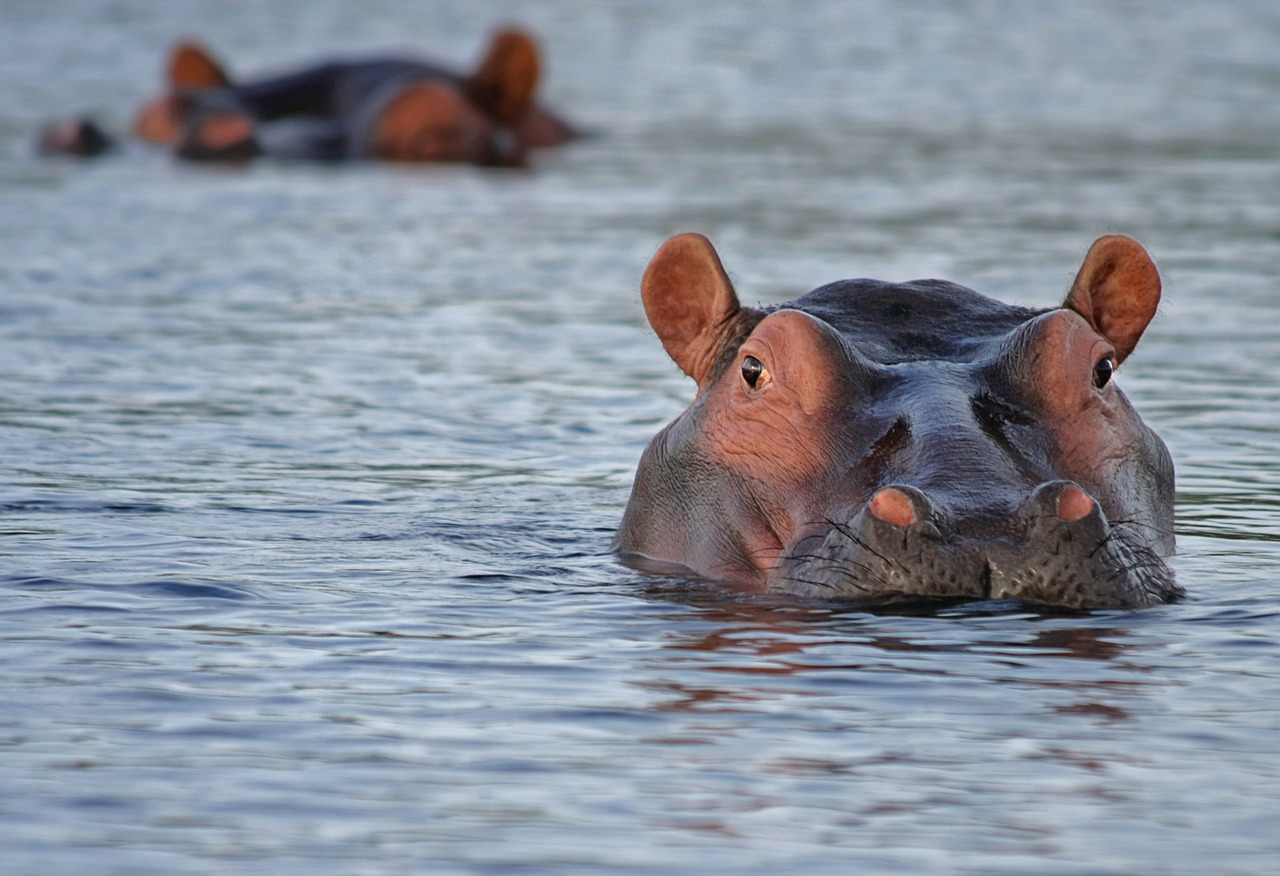 The hippos of Ayorou are popular with tourists but live in uneasy harmony with Nigerian villagers. Photo courtesy of Pixabay | Jennifer Margulis