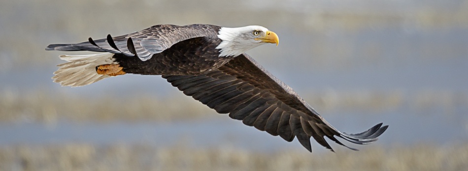 Klamath Falls, Oregon is one of the best places to see bald eagles in the country
