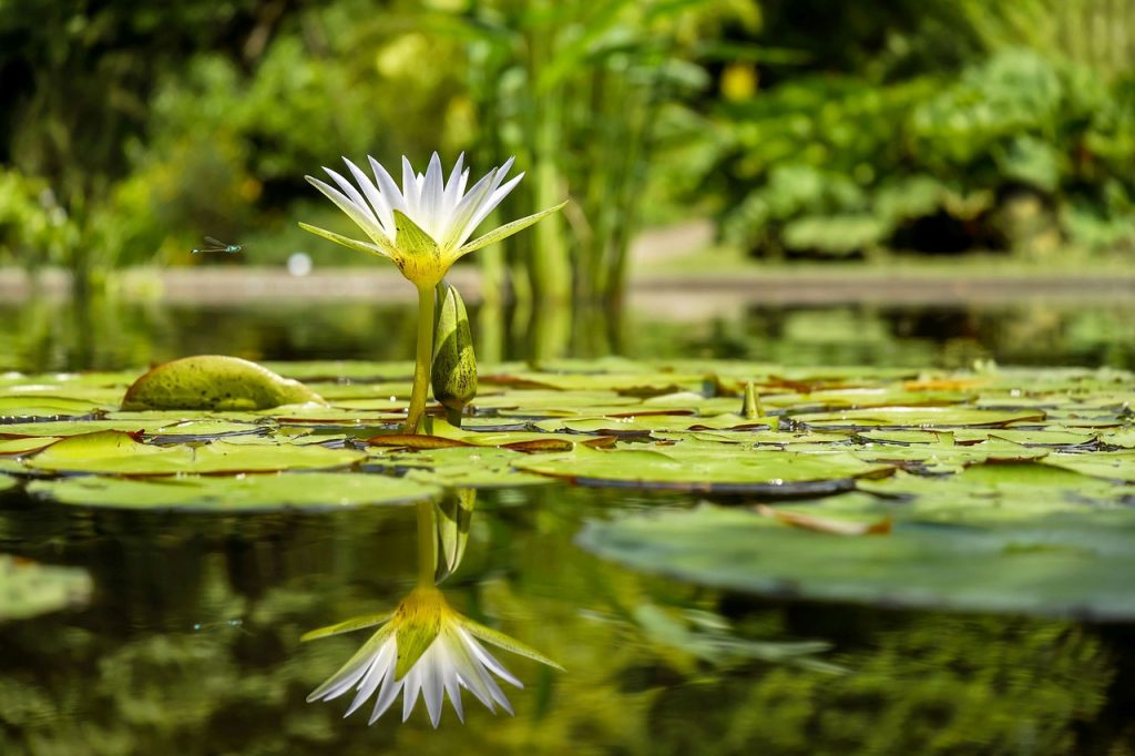 I love inspiring young writers. A water lily flower bloom with a dragon fly to symbolize spring. | Jennifer Margulis