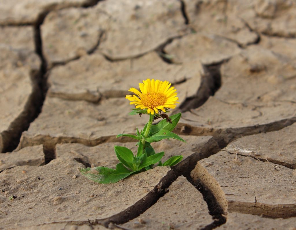 Believe in miracles. A dandelion grows out of the parched earth. There is beauty everywhere. | Jennifer Margulis