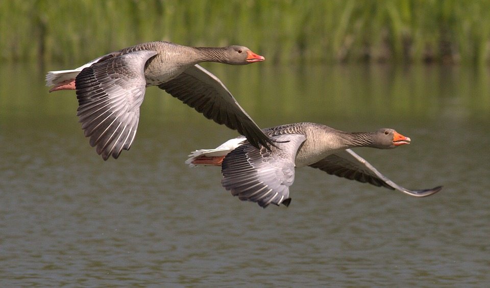 Canada geese flying over the water. Via Jennifer Margulis, Ph.D.