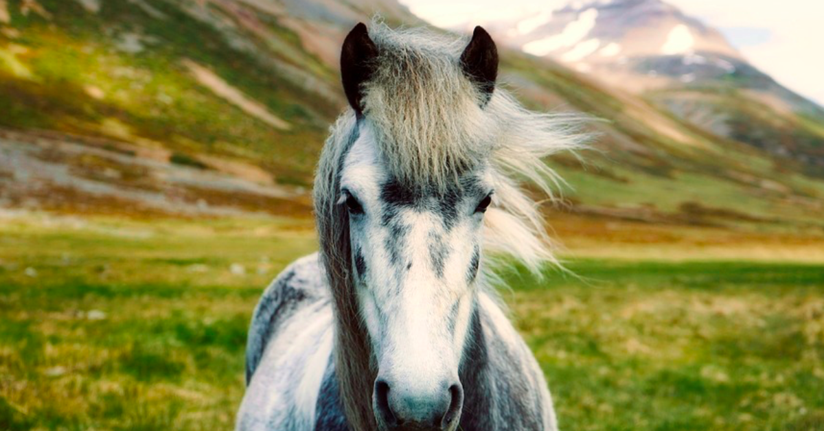 A pony in Iceland. Iceland is a beautiful, progressive, fascinating country