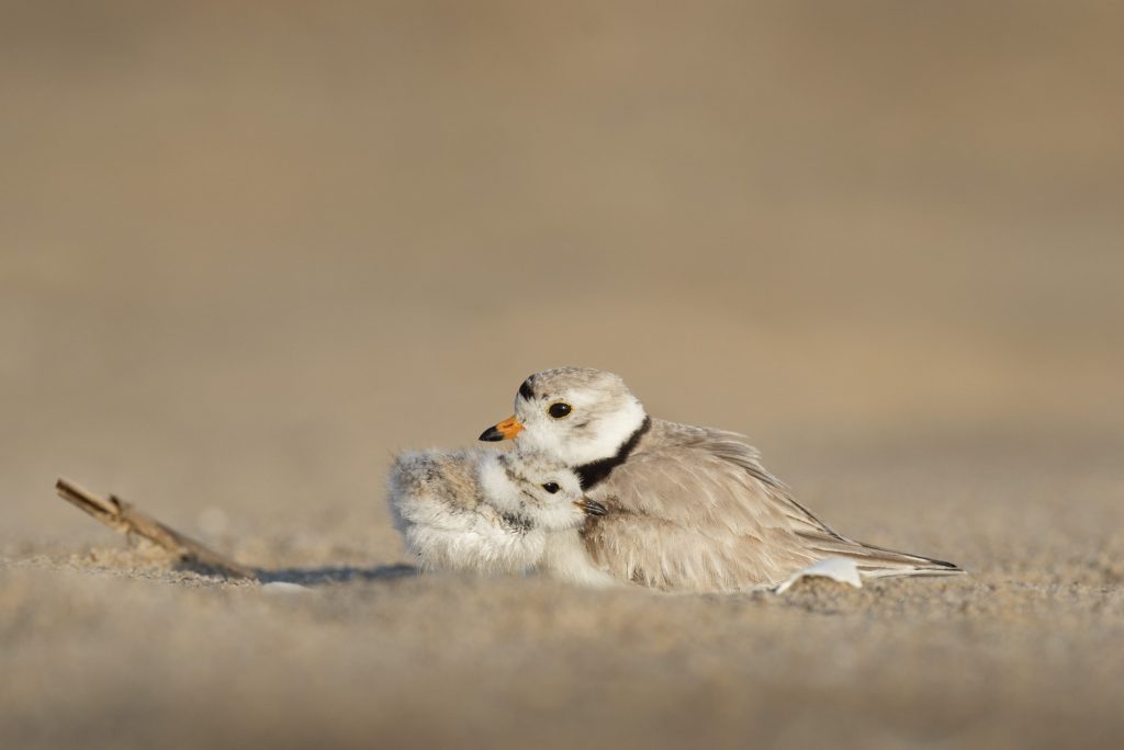 Two little birds huddle together. Photo courtesy of Ray Hennessy | Jennifer Margulis