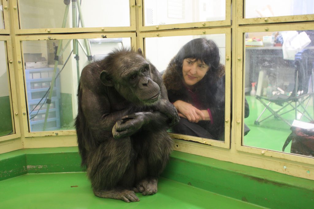Virginia Morell with Ai, a chimpanzee and memory-whiz
