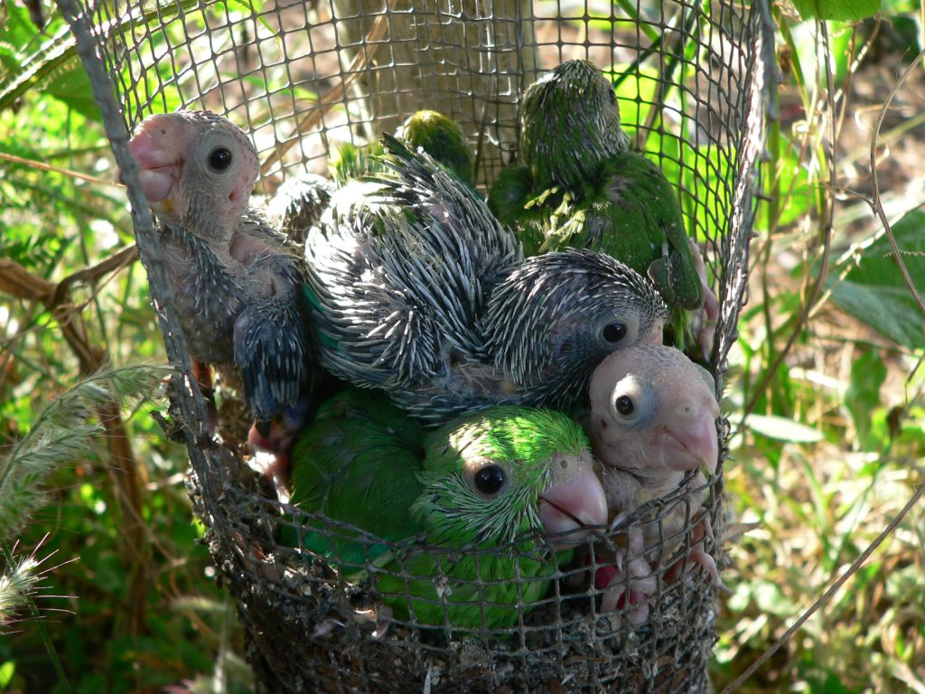 Green-rumped parrotlet chicks likely learn their signature contact calls (which function like our names do) from their parents. Photo by Karl Berg, courtesy of Virginia Morell.