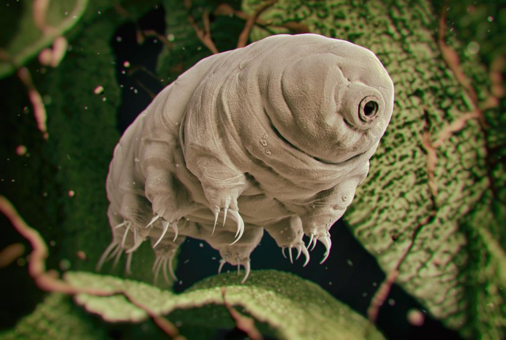 A water bear is an 8-legged micro animal that some say can be found in human tear ducts. We are not human. We are walking ecosystems comprised of bacteria, fungi, and micro animals. Via Jennifer Margulis, Ph.D.