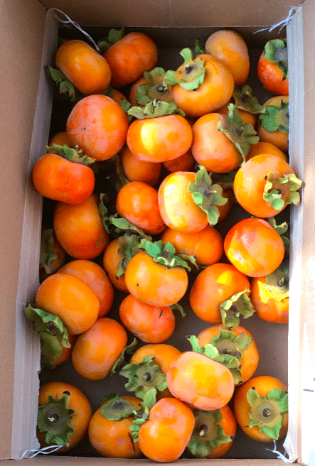 Another good thing about 2015: A bumper crop of persimmons in Ashland, Oregon. Photo credit: Jennifer Margulis