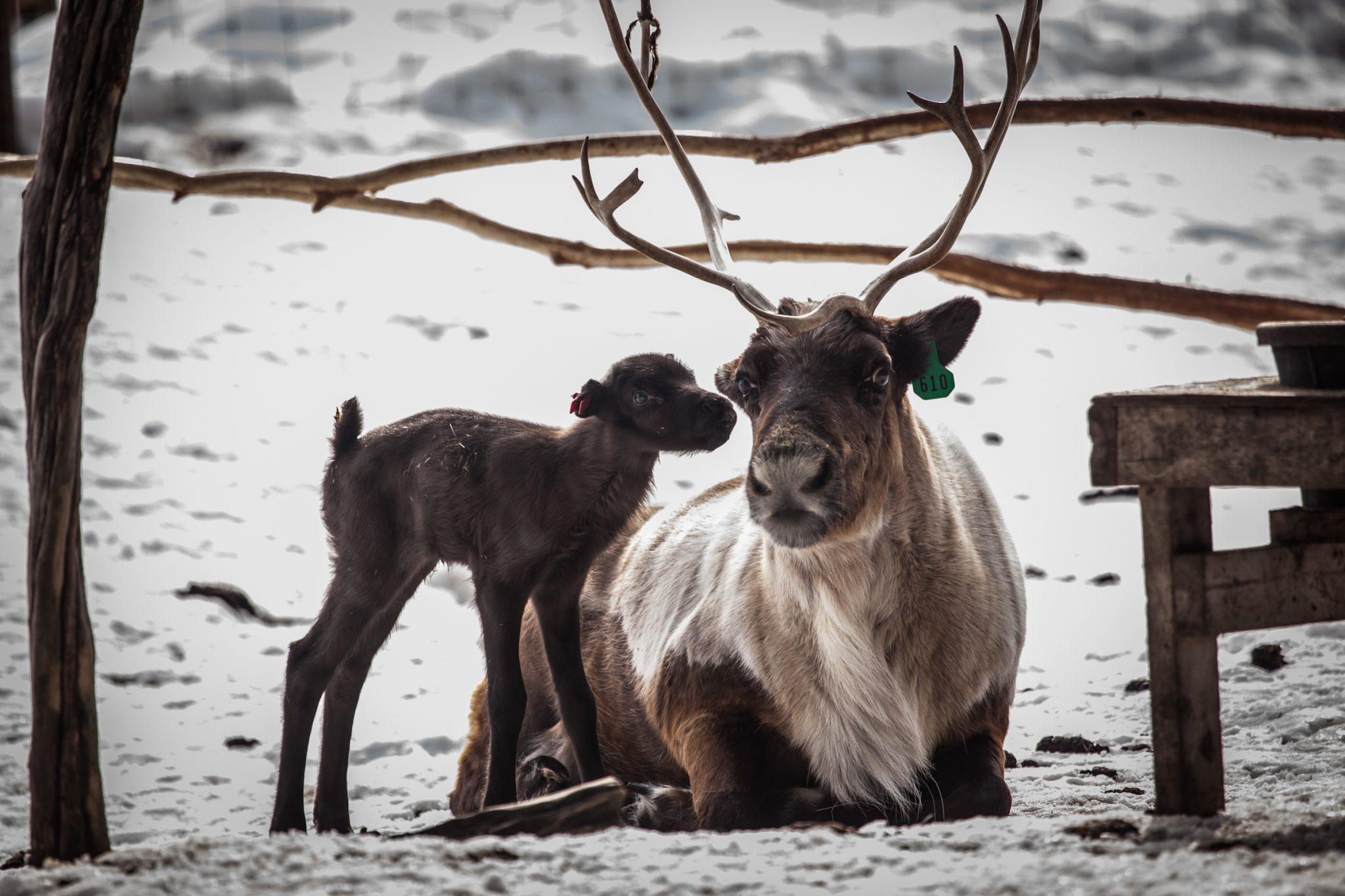 Midwife Ina May Gaskin points out that it's a good thing newborn reindeer have no horns (which would make it hard to nurse). Her point? Nature's designs work well, in animals AND in humans. Photo via University of Alaska Fairbanks.