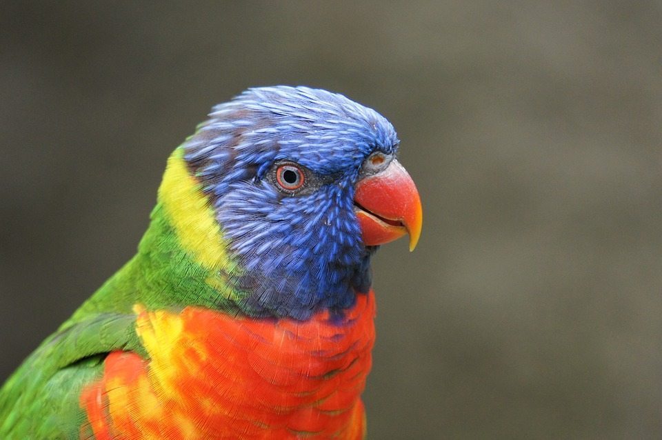 When a beloved parrot gets injured, his human companion finds an unorthodox way to save his life.