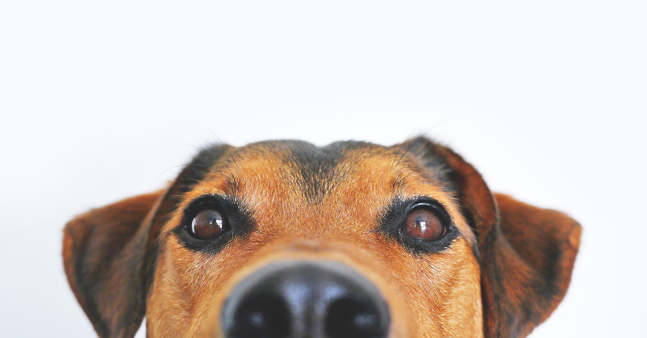 A dog looks at the camera down his nose. Here's how to treat a sinus infection without antibiotics from Jennifer Margulis, Ph.D.
