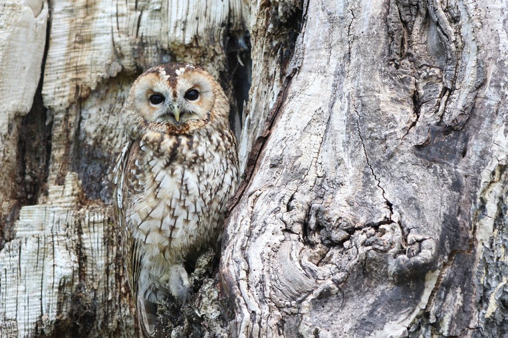 When you visit the Lower Klamath Basin in Oregon you will see many different birds of prey including bald eagles, owls, kestrels, and red-tail hawks | Jennifer Margulis