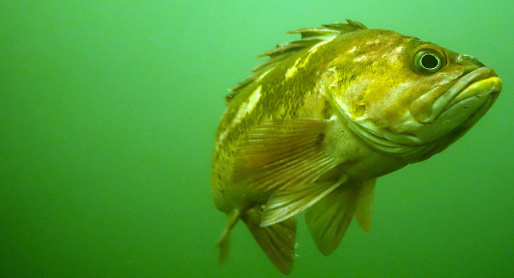 Copper rockfish in the Pacific Northwest. Photo by Sue Langston. | Jennifer Margulis, Ph.D.