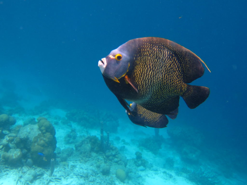 This French angelfish mates for life. Angelfish have thin, plate-shaped bodies. As a juvenile, it is a cleaner and eats parasites off of other fish. Photo by Sue Langston. | Jennifer Margulis