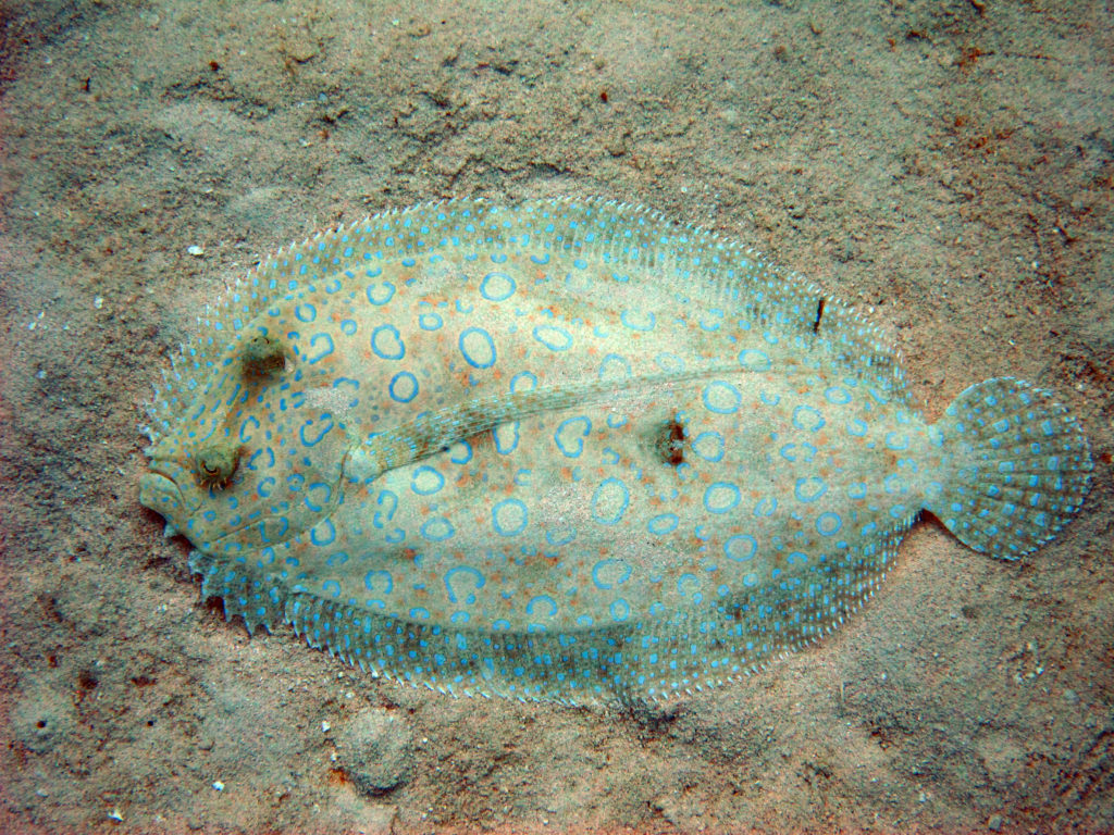 Amazing fish photos: Peacock flounder. Photo by Sue Langston. | Jennifer Margulis, Ph.D.