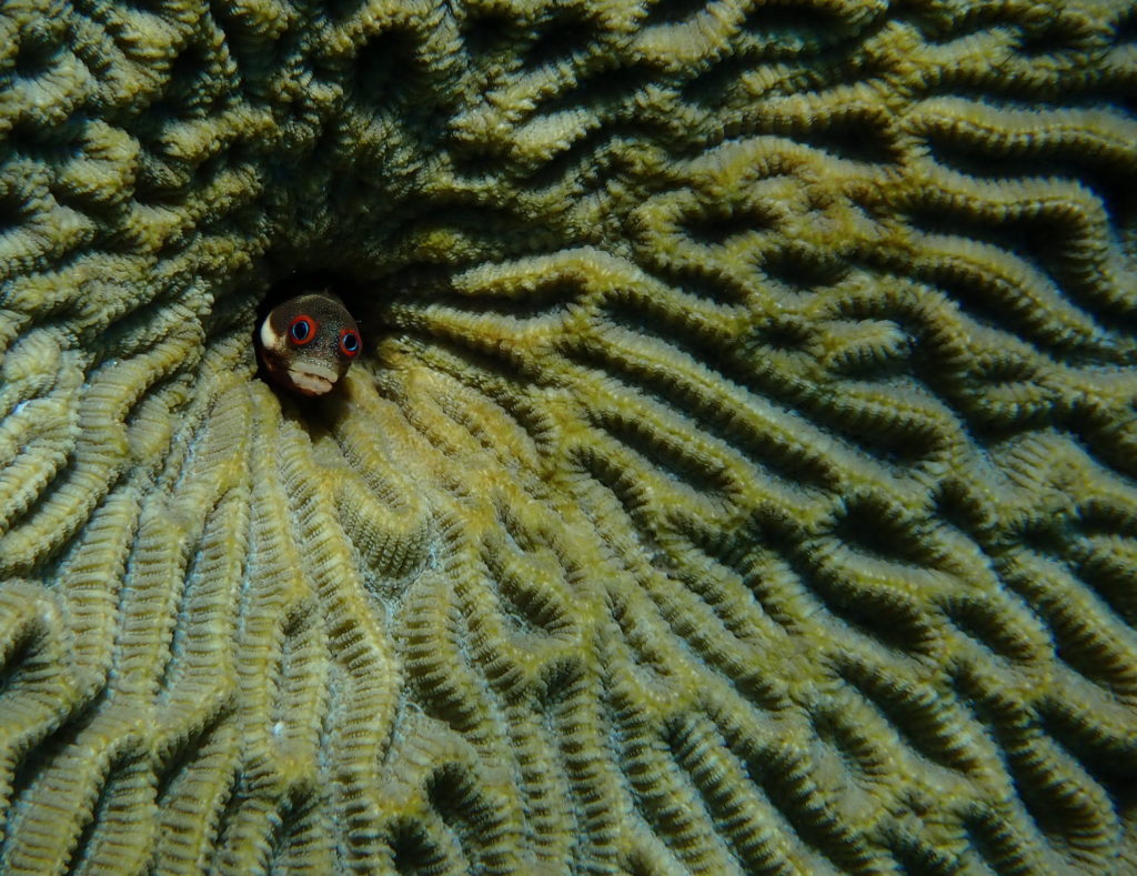 Amazing fish photos: Spot jaw blenny from Nicaragua. Photo by Sue Langston. | Jennifer Margulis, Ph.D.
