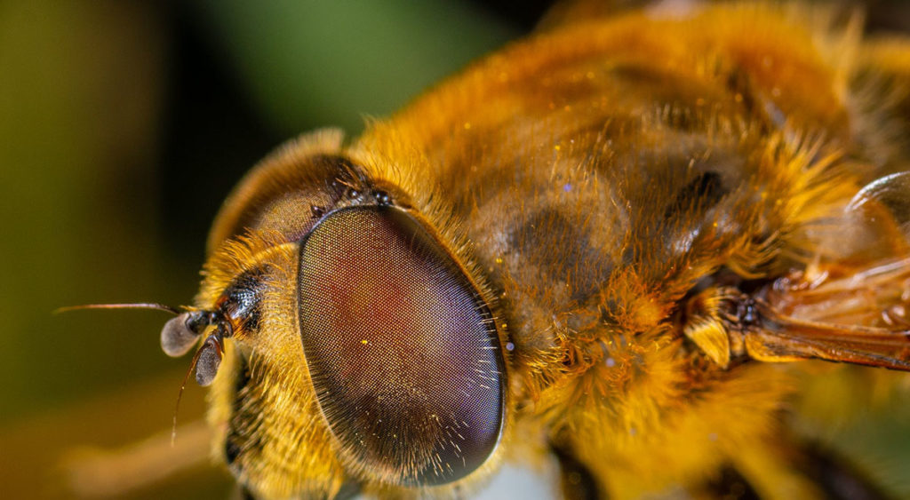 New study on being exposed to glyphosate. Photo of a close up of a honey bee courtesy of Egor Kamelev via Pexels | Jennifer Margulis, Ph.D. 