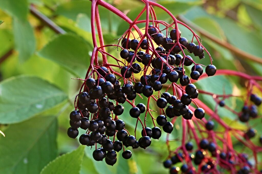 5 Strange Foods to Try: Elderberries are delicious and nutritious, though most Americans have never tried them. | Jennifer Margulis, Ph.D. 